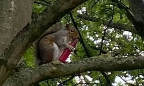 Ұлыбританияда тиіндер электронды темекіге әуес бола бастады