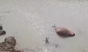 Атырау облысында ірі қара батпаққа батып өліп жатыр