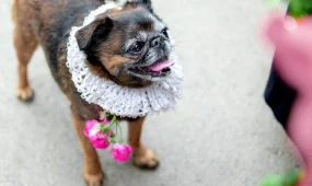 Собаки рядом с человеком уже 15 тысяч лет: ученые сделали сенсационное открытие