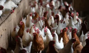 Германия уничтожила почти 2,5 тысяч кур