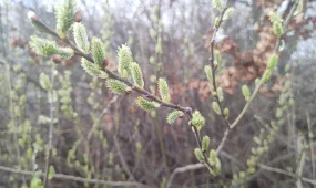 Гроза в Шымкенте, без осадков в Астане: погода в воскресенье, 29 марта