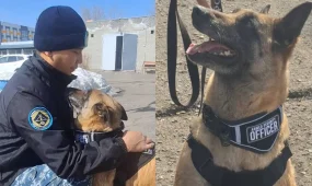 Служебную собаку проводили на пенсию в Караганде