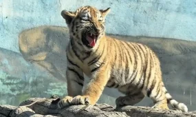 Пополнение в алматинском зоопарке: родились три амурских тигра (ВИДЕО)