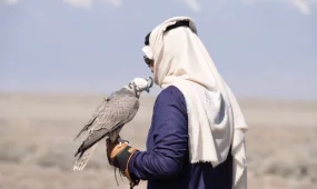 Краснокнижных балобанов выпустили в дикую природу Казахстана