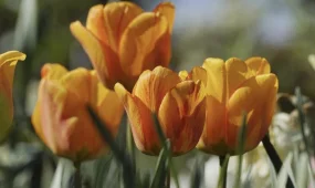 Весна набирает силу: до +30°С ожидается в ближайшие дни