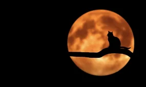 В SpaceX заявили о планах высадки людей на Луну до 2030 года