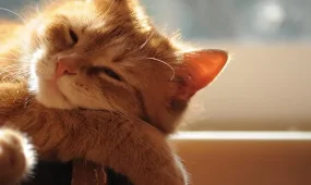 В Алматы +27, в Шымкенте +30: погода без осадков ожидается в среду, 1 апреля