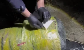 Ұлытау облысында 300 келі марихуана тасымалдаған 5 адам ұсталды, - ІІМ