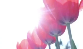 В Шымкенте расцвели 1,6 миллиона тюльпанов