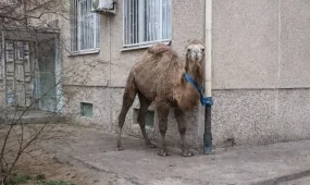 Актаусца наказали за «припаркованного» в городе верблюда