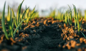 Жамбылда шаруаларға жер бермегендер жауапқа тартылды