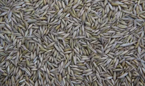 Кадровый голод в селе: депутат предложил срочные меры