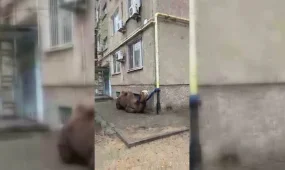 "Припаркованного" возле многоэтажного дома верблюда сняли на видео в Актау