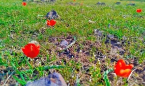 Түркістанда Қызыл кітапқа енген қызғалдақ гүлдеді