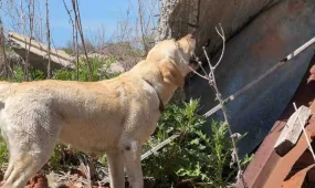 ШҚО-да төрт аяқты құтқарушыны құрметпен зейнетке шығарып салды