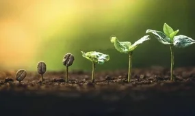 Ученые создают «кофе будущего», устойчивый к глобальному потеплению