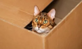 За отправку посылки с живой кошкой осудили жителя Вены