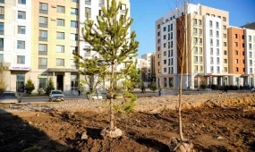 Миллион деревьев и кустарников высадят в Астане