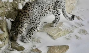 Леопарда вновь заметили в Мангистау