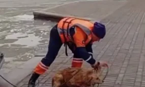 Столичные спасатели бросились в ледяную воду за собакой
