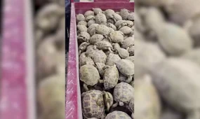 Түркістан облысының Отырар ауданы аумағындағы тасбақалар жаппай қауіпсіз аумақтарға көшіріліп жатыр