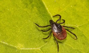 Он адамды кене шақты, оның үшеуі – бала