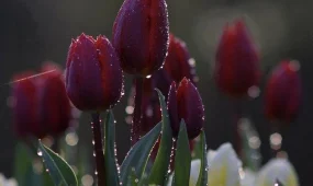 Грозы прогремят в Астане, Алматы и Шымкенте в среду, 8 апреля