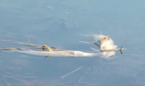 Қызылжарда үш бірдей көлде балық қырылды