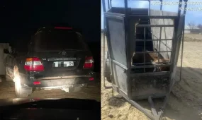 Жайылымда жүрген малды ұрлады