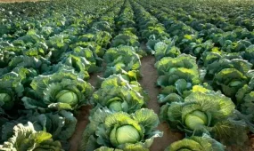 Түркістан облысында диқандар ерте піскен қырыққабатты жинауға кірісті