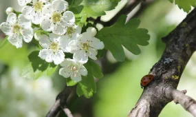 Мамырда қазақстандықтар қалай демалады?