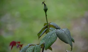 Жаңбыр жауады: күн суытады