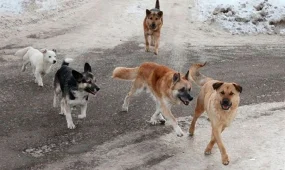 Қаңғыбас иттерді аулау тәсілі өзгеруі мүмкін