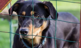 Общественникам дали право проверять условия содержания животных в приютах