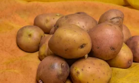 Бельгийские фермеры бесплатно раздают картофель из-за рекордного урожая