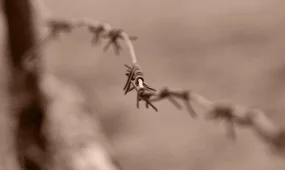 Начальник колонии в СКО осужден за мошенничество и взятку