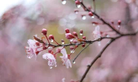 Жаңбыр, бұршақ, жел мен көктайғақ: Алдағы күндері ауа райы қандай болады?