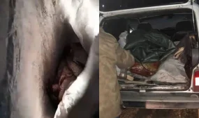 Павлодар облысында балық аулау қағидаларын бұзған жүргізуші жауапқа тартылды