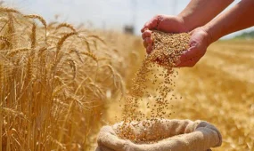 Астық пен ұн экспорты 9,9 млн тоннаға жетті