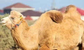 Қызылорда облысының тұрғыны бір түйе үшін бес жылға сотталып кетті