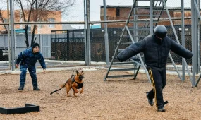 Қызметтік иттердің көмегімен 83 қылмыс ашылды