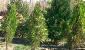 Қызылордалық 85 жастағы қария миллиондаған көшетке тіршілік сыйлаған