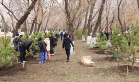 Қарағандыда бір күнде 400 ағаш егілді