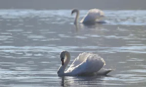 В Мангистау объяснили ситуацию с гибелью лебедей на Каспии