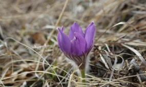 Весна набирает обороты: какая погода ожидается в крупнейших городах Казахстана 13 апреля