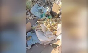 Десятки живых цыплят нашли на свалке в СКО
