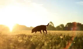Погода без осадков ожидается в Астане, Алматы и Шымкенте