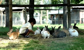 Ребёнок забежал в вольер в зоопарке Шымкента, посетителей привлекли к ответственности