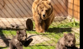 Алматы зообағында Қызыл кітапқа енген қонжықтар дүниеге келді