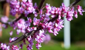 ҚазҰУ аумағында сакура гүлдеді